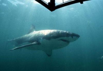 Shark repellent cable to tested in Cape Town