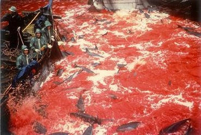 Season's first dolphins killed in Japan: activists