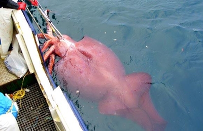 Scientists given rare glimpse of 350-kilo colossal squid