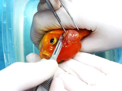 George the goldfish has 'high risk' brain surgery
