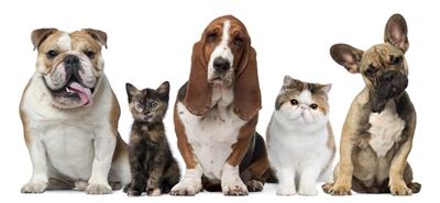 Help an animal during World Animal Week