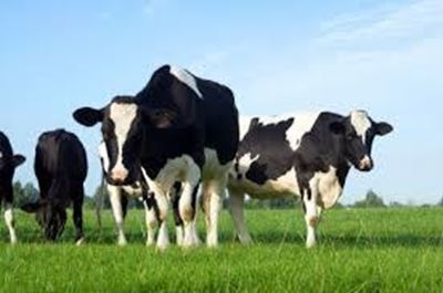 Chinese dairy group buys Australian farms