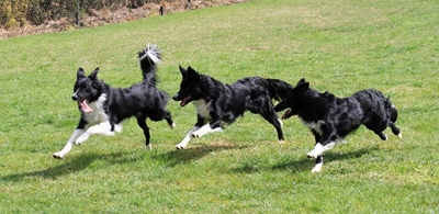 Skaaphonde in aksie by kampioenskappe
