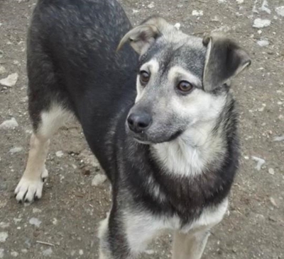 Give a dog a name and win