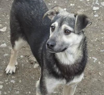 Give a dog a name and win
