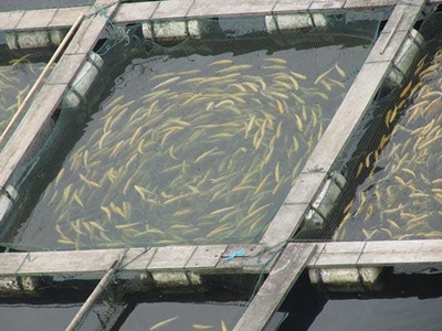 Is there a place for warm water fish-farming in SA?