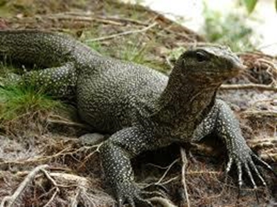 Monitor lizard attacks baby girl in Malaysia