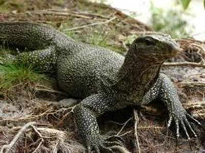 Monitor lizard attacks baby girl in Malaysia