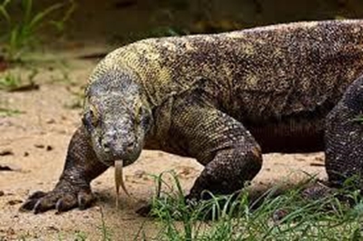 Monitor lizard attacks baby girl in Malaysia