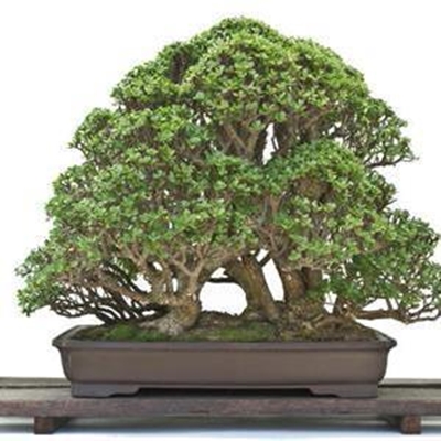 Bonsai convention in George