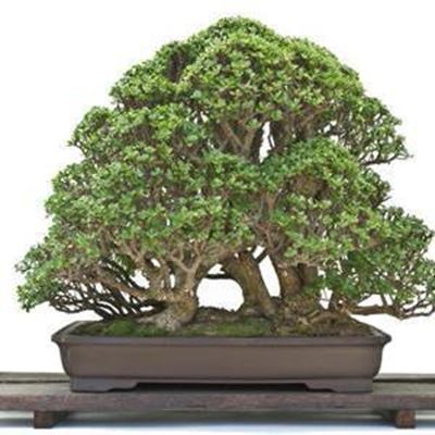 Bonsai convention in George