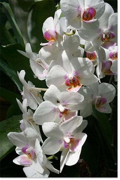 Orchid Society Spring Show