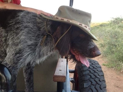 Tracker dog stolen from Pretoria mall