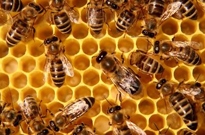 Deadly sting to bee industry