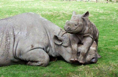 Guides roll in rhino dung for awareness