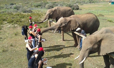 Local beauties meet elephants