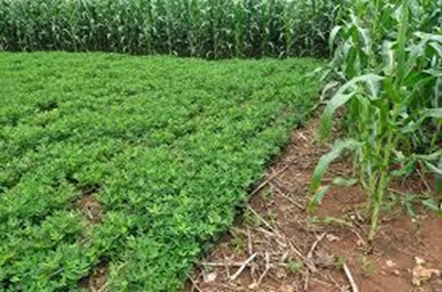 Zokwana punts conservation agriculture