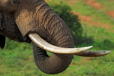 59 elephant tusks seized at Vietnam airport