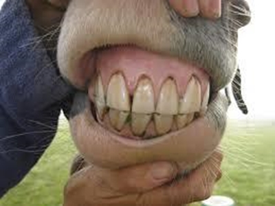 Horses need a regular teeth checkup