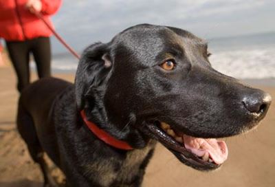 Join SPCA Treasure Hunt Doggie Walk