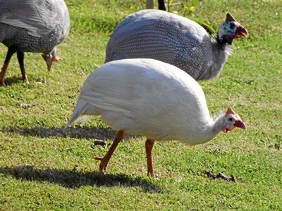 Tarentale verras inwoner in tuin