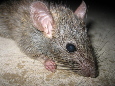 Johannesburg to spend R2,5 million fighting rats.
