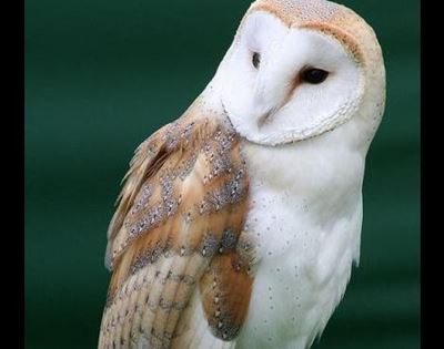 Barn owls part of R2,5 million war on rats
