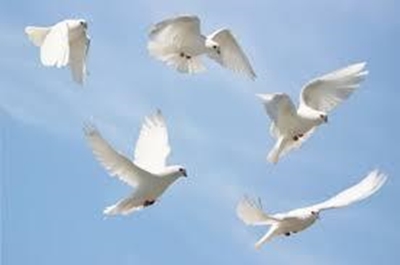 China body-searched 10 000 pigeons