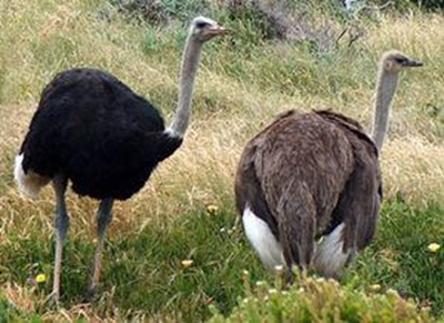 Ostrich leather not 'in fashion' this season