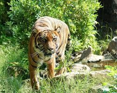 US reduces Indonesian debt in exchange for wildlife protection
