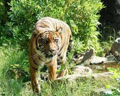 US reduces Indonesian debt in exchange for wildlife protection