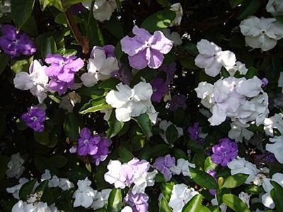 What to do in your garden in October