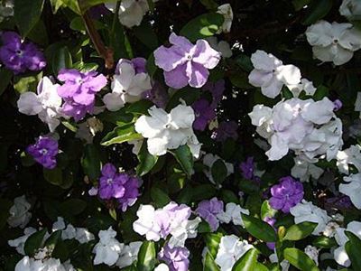 What to do in your garden in October