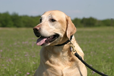 Popular dog walk this Saturday