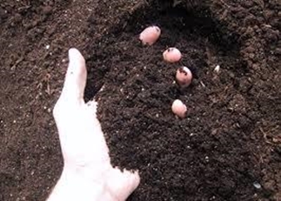 Is your soil healthy?