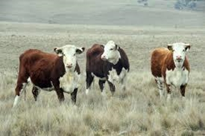 Grass-Fed Association of SA launched