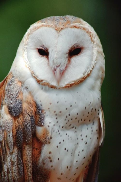 Owls being decapitated