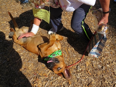Unique dog show
