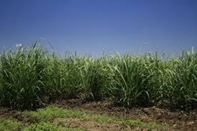 Sugarcane: lessons from Australia
