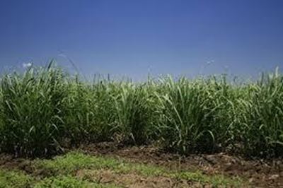 Sugarcane: lessons from Australia