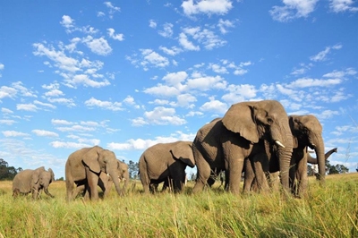 Elephant park celebrates 20 years