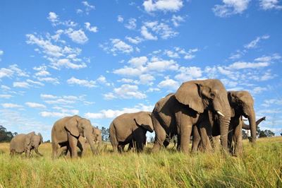Elephant park celebrates 20 years