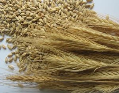 SA malting barley production to expand