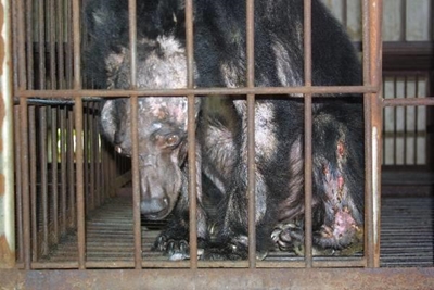 Bear bile farms closed down in Vietnam