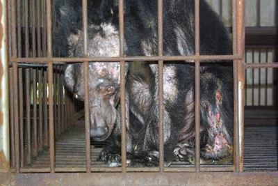 Bear bile farms closed down in Vietnam