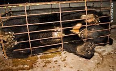 Bear bile farms closed down in Vietnam