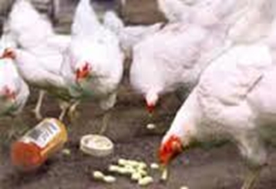 Antibiotics may help animals spread salmonella