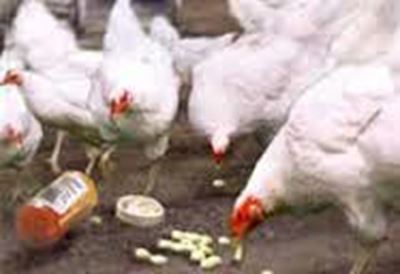 Antibiotics may help animals spread salmonella