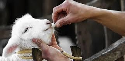 Antibiotics may help animals spread salmonella