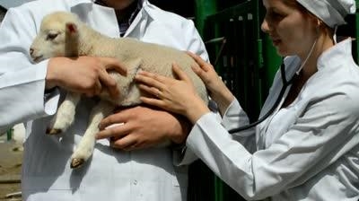 Veterinarians urged to help small farmers